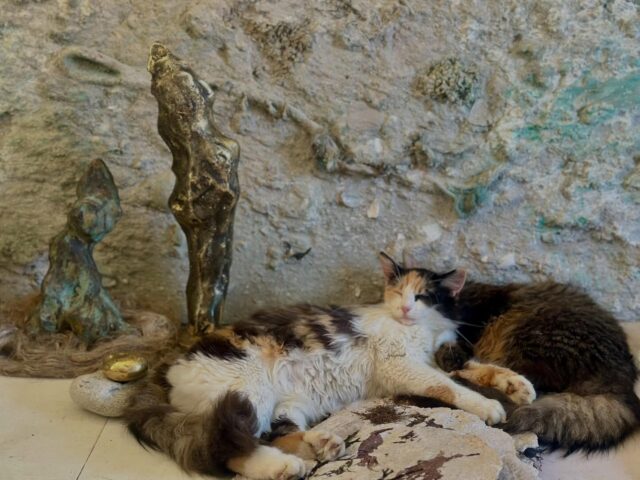 Heureuse de participer au 79e Salon des peintres & sculpteurs dieppois, autour du thème Les éléments.

J’y présente trois œuvres :
— un Grand Témoin en sculpture, 
— une œuvre sous verre autour du paysage maritime, 
— et un tableau en relief né de la matière des falaises.

Ce thème me touche particulièrement, parce que je travaille justement avec les éléments de la nature — et avec les éléments de mémoire. 
Ce que je collecte au pied des falaises, dans le paysage, au fil des promenades, ce sont des fragments du monde réel : matières, traces, restes, dépôts, signes du temps. Ce sont eux qui constituent la mémoire des lieux, et qui entrent ensuite dans l’œuvre.

La photo, elle, a été prise sur la table de mon atelier : les chats s’y reposent au milieu de mon univers, comme après le travail. 
Les œuvres, elles, vous attendent au Musée Michel Ciry pour cette nouvelle édition du Salon.

#SalonDieppois #MuseeMichelCiry #LesElements #KaiaKiik #memoiredelaterre